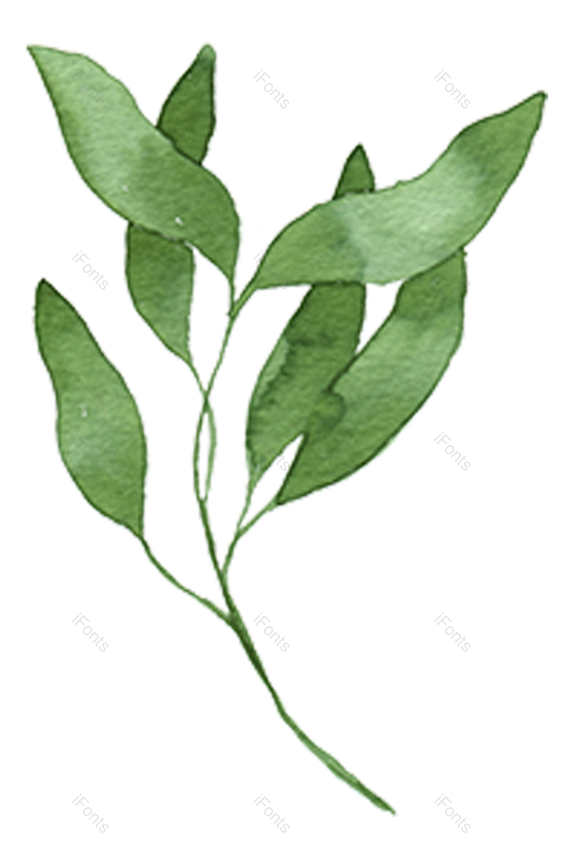叶子图片,绿叶元素,花草PNG,水彩免抠素材